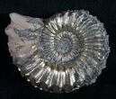 Pyritized Pleuroceras Ammonite - Germany #9030-1